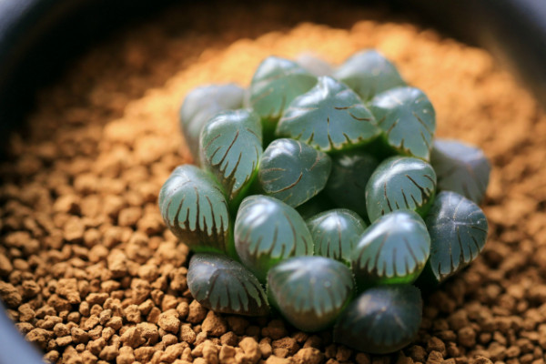 玉露开花会死吗,不会死亡但会消耗大量养分