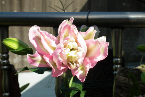 重瓣百合花语是什么,百年好合/庄严清纯/友情等