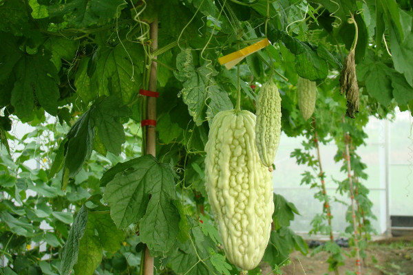 苦瓜种植技术,保障光温水肥的滋养(搭建生长爬架)