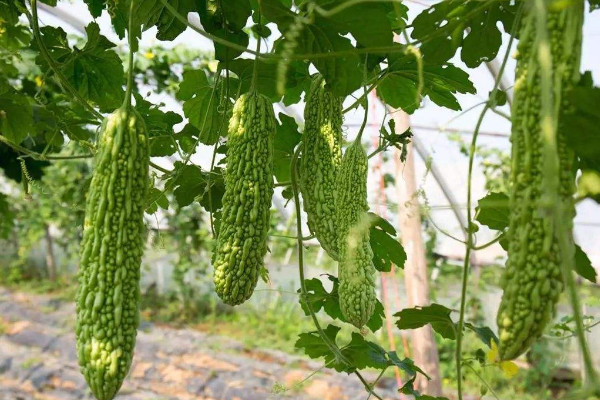 苦瓜种植技术,保障光温水肥的滋养(搭建生长爬架)