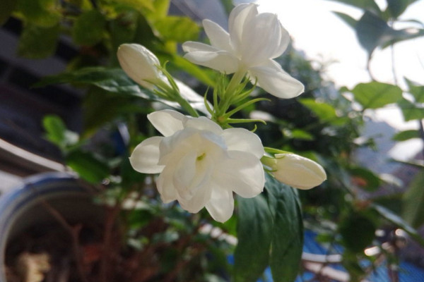 水晶茉莉的养殖方法,保证光照、肥水充足