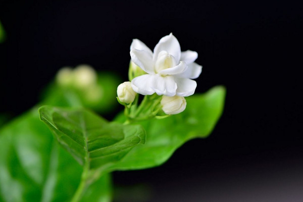 水晶茉莉的养殖方法,保证光照、肥水充足