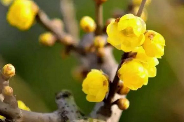 腊梅不开花怎么办,加强光照并适当施肥