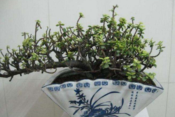 金枝玉叶冬天怎么养,注意保温并减少浇水