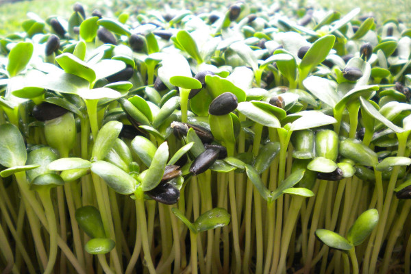 油葵种植方法,春季3月或者夏季6~7月份播种