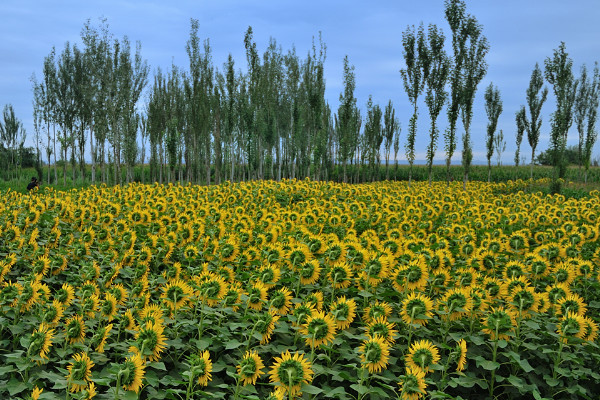 油葵种植方法,春季3月或者夏季6~7月份播种