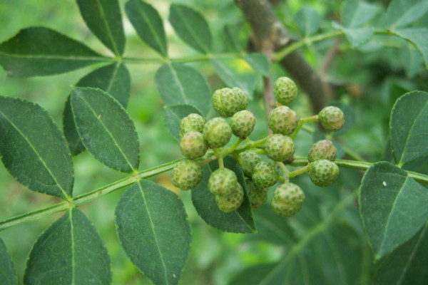 小花椒树怎样修剪,短截整形/花果期修剪/修剪老树