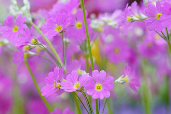 樱花草图片 花语图片