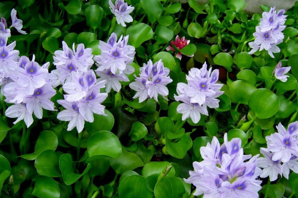 水葫芦是什么植物，外来的浮水草本植物