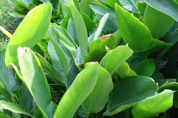 粽叶是什么植物的叶子,芦苇叶/箬叶/粽巴叶/芭蕉叶等