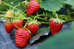 草莓的养殖方法和注意事项，喜温凉、光照充足的环境