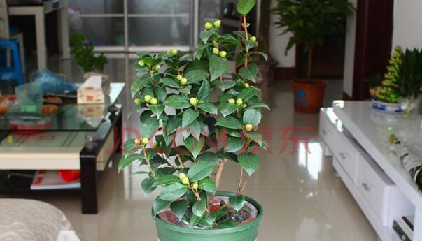 茶花干枯掉叶子怎么办,控制浇水并加强通风