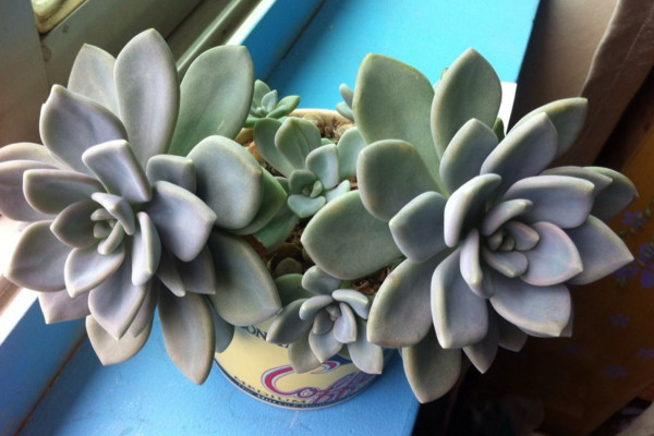 冬美人什么时候砍头,春秋季砍头植株恢复速度最快