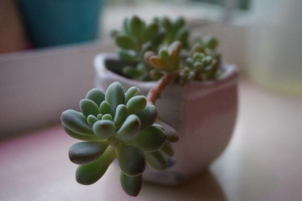 冬美人什么时候砍头,春秋季砍头植株恢复速度最快
