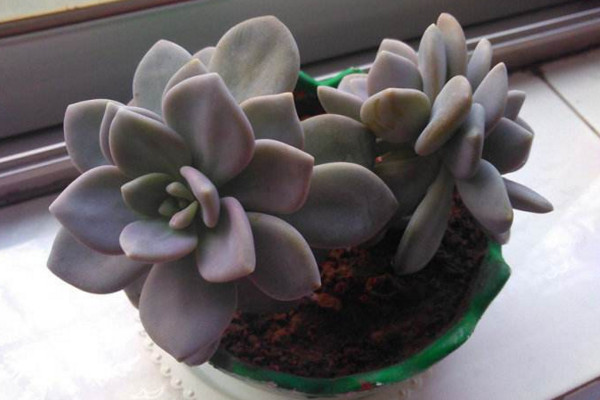 冬美人什么时候砍头,春秋季砍头植株恢复速度最快