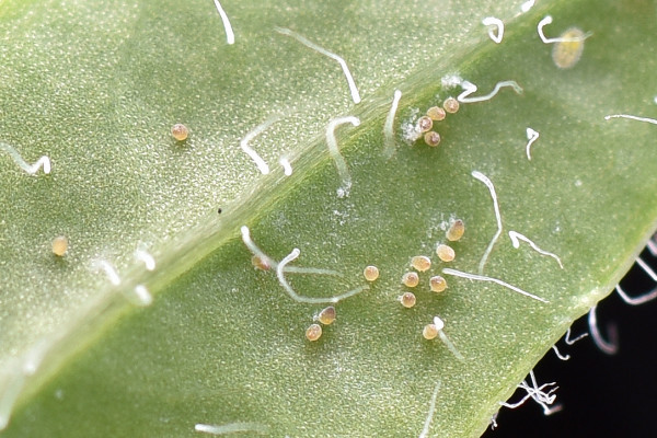 蚜虫怎么治,刷洗清理/以虫杀虫/喷洒药剂