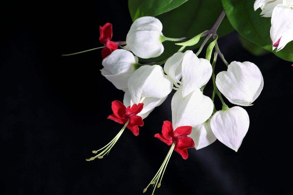 龙吐珠为什么不开花,没有修剪/缺肥少光/浇水过湿