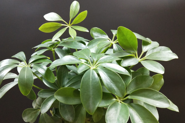 鸭脚木怎么浇水,生长旺期每周浇灌1~2次
