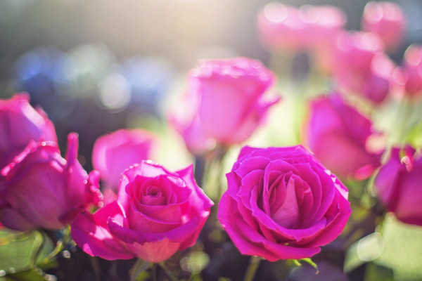 玫瑰花期是什么时候，5月到6月份绽放
