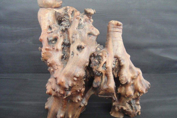 麻梨疙瘩是什么树,是鼠李科赏玩植物种类
