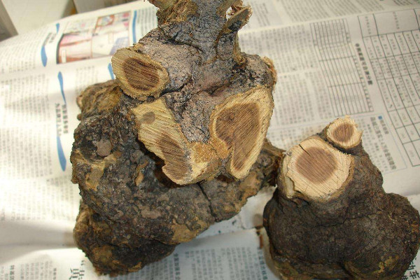 麻梨疙瘩是什么树,是鼠李科赏玩植物种类