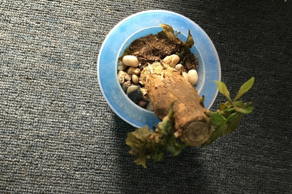 发财树树桩怎么催芽,打芽之后保证光照、养分充足