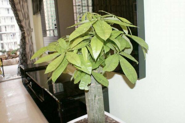 发财树树桩怎么催芽,打芽之后保证光照、养分充足