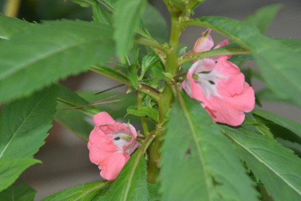 凤仙花的栽培方法,可以通过以下4步进行