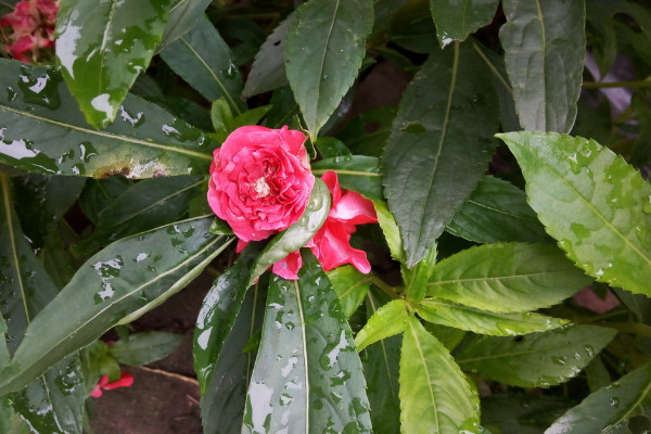凤仙花的栽培方法,可以通过以下4步进行