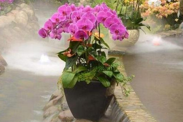 蝴蝶兰长花箭后怎么办,保证光照以及养分充足