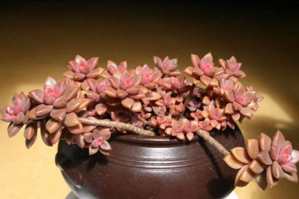 姬胧月怎么养,适宜的土壤以及充足的光照