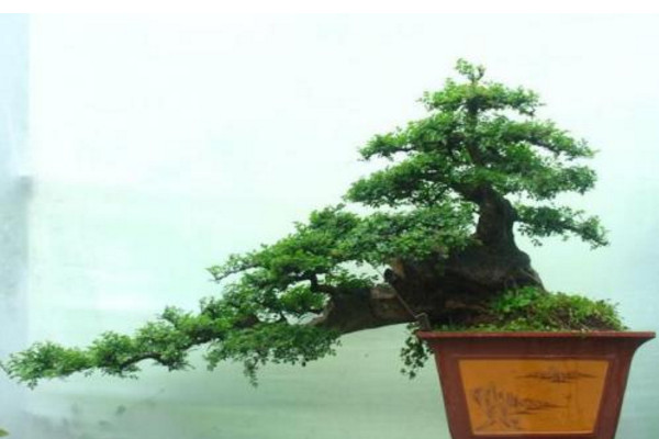 榆树盆景怎么养,适宜的盆土以及充足的光照