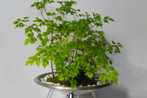幸福树上有白色絮状物怎么办,可能是感染了白粉病