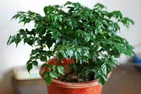 幸福树上有白色絮状物怎么办,可能是感染了白粉病