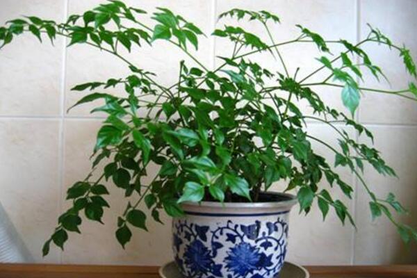 幸福树上有白色絮状物怎么办,可能是感染了白粉病