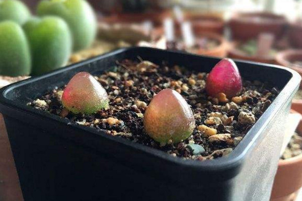 多肉灯泡怎么养,充足的光照以及合理的肥水