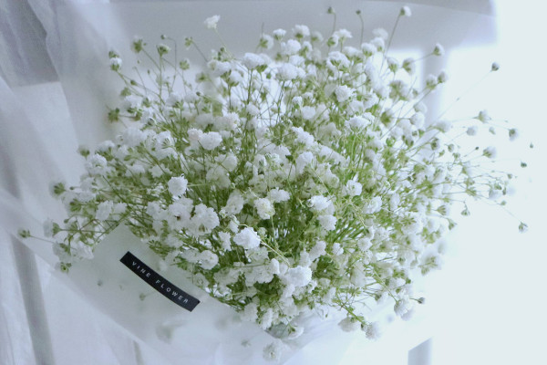 满天星种植方法,种子要经过处理后才可栽植