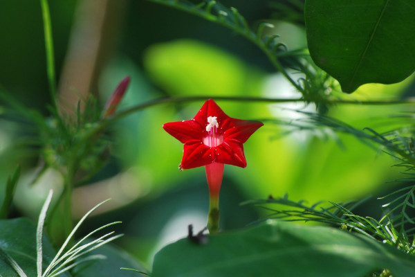 五角星花怎么养,生长期每个月施加一次磷钾肥