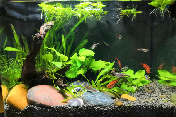水草怎么养,人工打光保证水草光合作用
