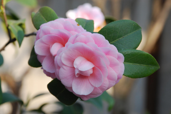 冬天有什么花开,梅花/茶花/腊梅花/瓜叶菊等