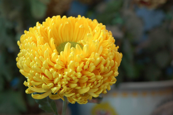 中国的国花是什么花,有提名梅花/牡丹花/菊花等