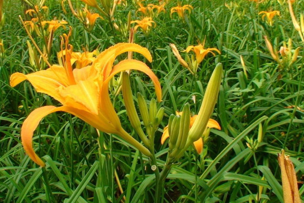 黄花菜有毒吗,烹饪环境高于60℃就能去除毒素