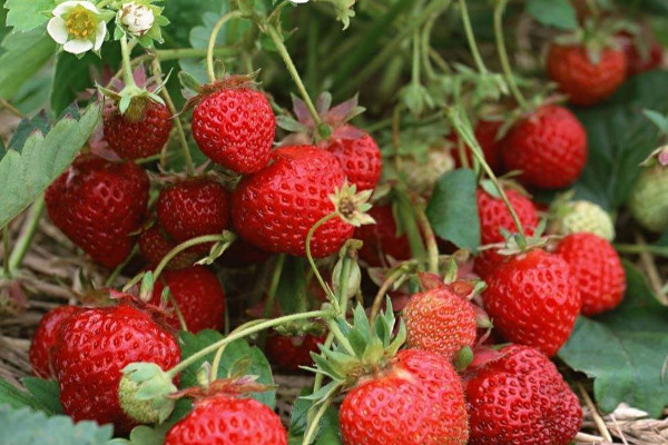 草莓种植技术,15~20℃温度下可使草莓丰收