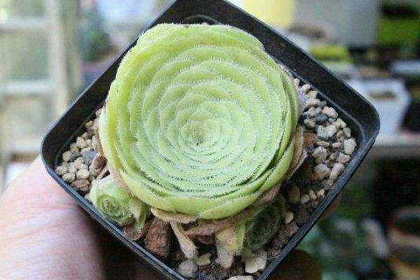 多肉明镜怎么养,做好以下5点最重要