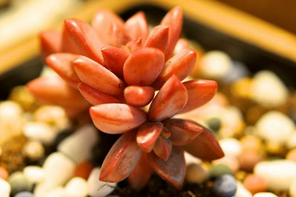 多肉要浇水吗,教你判断植株是否需要浇水
