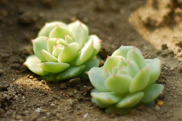 多肉要浇水吗,教你判断植株是否需要浇水