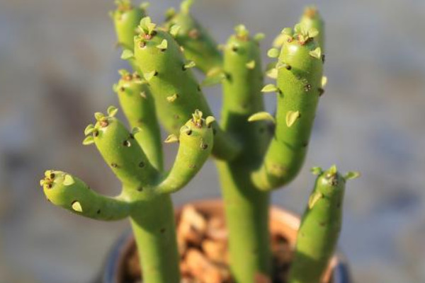 绿玉树有毒吗,植株汁液中蕴含有毒性成分