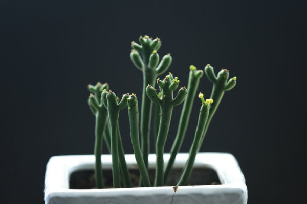 绿玉树有毒吗,植株汁液中蕴含有毒性成分