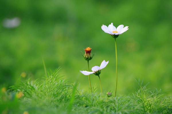 格桑花种子需要泡吗,温水浸泡可抵御病虫害