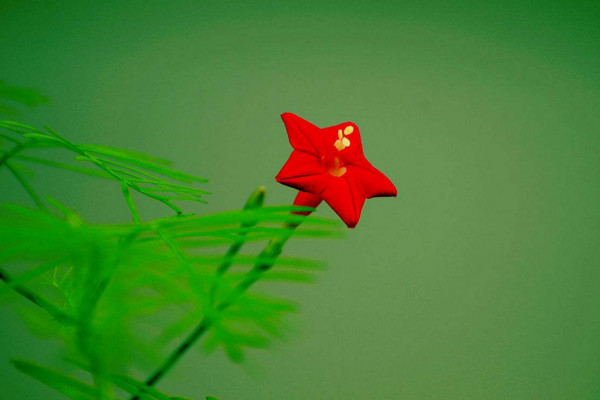 五角星花怎么养,土壤肥沃同时保证光照充足